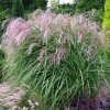 Miscanthus Flamingo